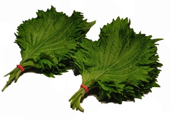 紫蘇葉能放冰箱嗎？紫蘇葉怎么保存？