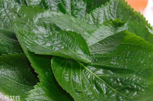 紫蘇葉能放冰箱嗎？紫蘇葉怎么保存？