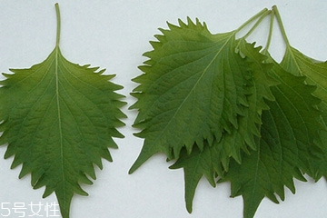 紫蘇葉能放冰箱嗎？紫蘇葉怎么保存？