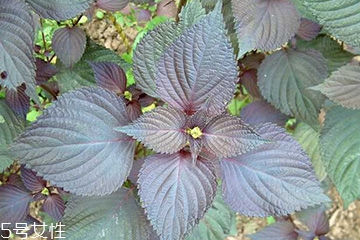 紫蘇葉能和香菇一起吃嗎？紫蘇葉能腌制嗎？