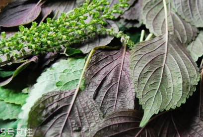 紫蘇葉能和香菇一起吃嗎？紫蘇葉能腌制嗎？