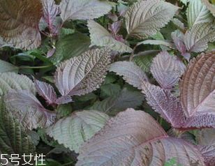 紫蘇葉的禁忌人群 哪些人不適合吃紫蘇葉？