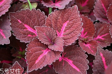 紫蘇葉的禁忌人群 哪些人不適合吃紫蘇葉？