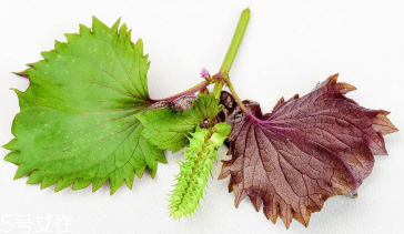 紫蘇葉是中藥嗎？紫蘇葉的藥用價(jià)值是什么？