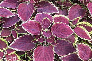 紫蘇葉是中藥嗎？紫蘇葉的藥用價值是什么？