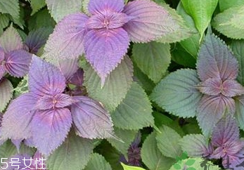 紫蘇葉是中藥嗎？紫蘇葉的藥用價(jià)值是什么？