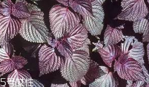 紫蘇葉的生長習性 紫蘇葉的栽培方式