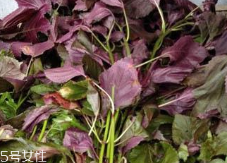 紫蘇葉能做成干紫蘇葉嗎？紫蘇葉怎么做成干紫蘇葉呢？