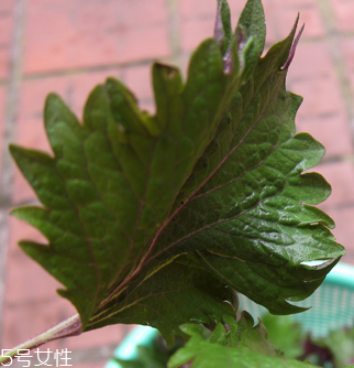 紫蘇葉能做成干紫蘇葉嗎？紫蘇葉怎么做成干紫蘇葉呢？