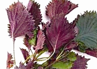 紫蘇葉能治皮膚過敏嗎？