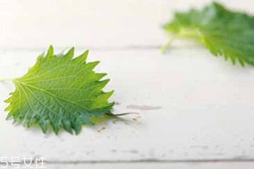 紫蘇葉能治皮膚過敏嗎？
