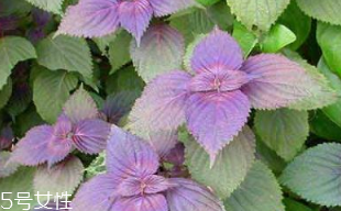 紫蘇葉是熱性的嗎？紫蘇葉是寒性的嗎？