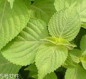 紫蘇葉是熱性的嗎？紫蘇葉是寒性的嗎？