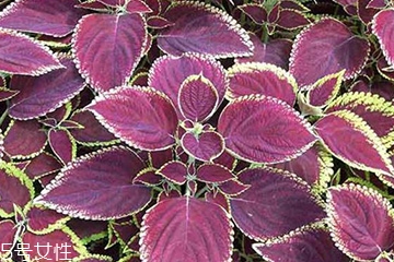 紫蘇葉是什么味道？紫蘇葉的味道是什么？