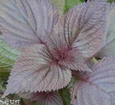 紫蘇葉是什么味道？紫蘇葉的味道是什么？