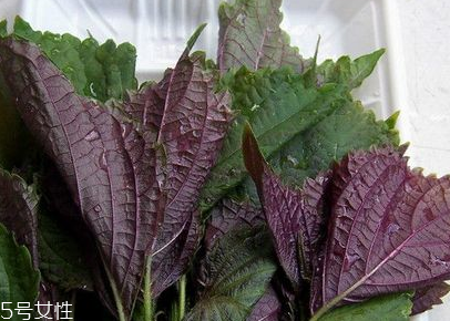 紫蘇葉是什么味道？紫蘇葉的味道是什么？