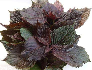 紫蘇葉是堿性還是酸性？紫蘇葉是酸性的嗎？