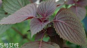 紫蘇葉是堿性還是酸性？紫蘇葉是酸性的嗎？