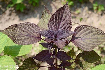 紫蘇葉是堿性還是酸性？紫蘇葉是酸性的嗎？