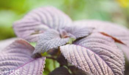 紫蘇葉是什么顏色？紫蘇葉是紫色的嗎？