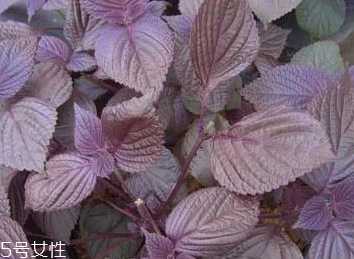 紫蘇葉能包餃子嗎？紫蘇葉可以包餃子