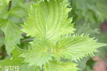 紫蘇葉能包餃子嗎？紫蘇葉可以包餃子