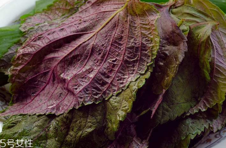 紫蘇葉能治感冒嗎？紫蘇葉能治感冒