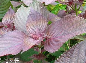 紫蘇葉能治感冒嗎？紫蘇葉能治感冒