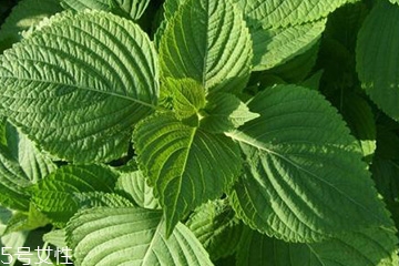 紫蘇葉能治感冒嗎？紫蘇葉能治感冒