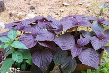 紫蘇葉能生吃嗎？紫蘇葉可以生吃