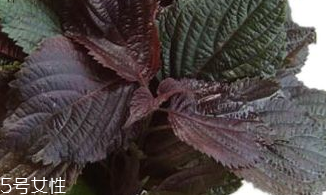 紫蘇葉能生吃嗎？紫蘇葉可以生吃