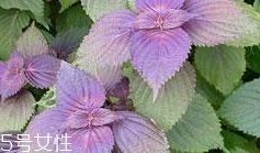 紫蘇葉可以給寶寶敷臉嗎？紫蘇葉不能給寶寶敷臉