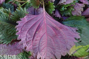 紫蘇葉的形態(tài)特征 紫蘇葉的外形是什么樣？