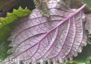 紫蘇葉吃了會上火嗎？紫蘇葉吃了不會上火