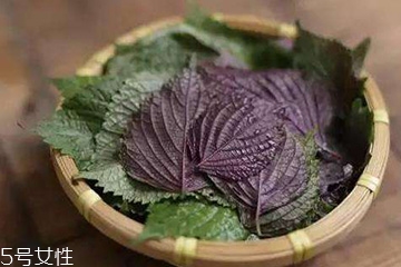 紫蘇葉吃了會上火嗎？紫蘇葉吃了不會上火