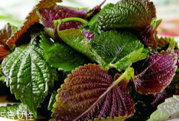 紫蘇葉吃了會上火嗎？紫蘇葉吃了不會上火