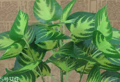 紫蘇葉的熱量 紫蘇葉的熱量高嗎？