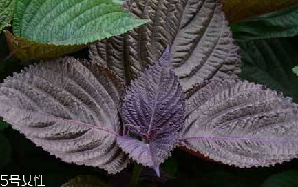 紫蘇葉和艾葉的區(qū)別 紫蘇葉和艾葉有什么區(qū)別？