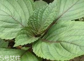 紫蘇葉能吃嗎？紫蘇葉好吃嗎？