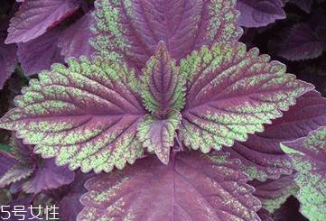 紫蘇葉能吃嗎？紫蘇葉好吃嗎？