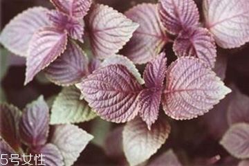 紫蘇葉能泡腳嗎？紫蘇葉和什么能泡腳？