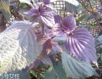 紫蘇葉能泡腳嗎？紫蘇葉和什么能泡腳？