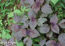 紫蘇葉能泡腳嗎？紫蘇葉和什么能泡腳？