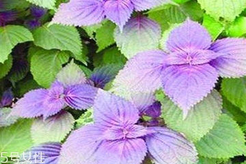 紫蘇葉是發(fā)物嗎？皮膚過(guò)敏的人能吃紫蘇葉嗎