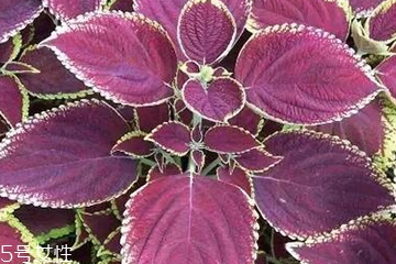 紫蘇葉怎么煮水？紫蘇葉能煮水嗎？