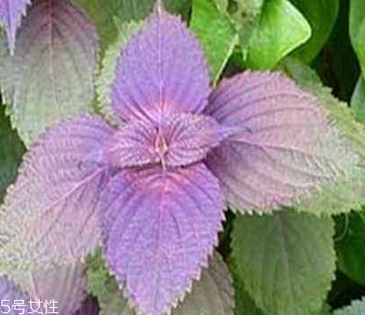 紫蘇葉怎么煮水？紫蘇葉能煮水嗎？