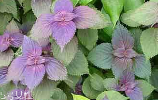 紫蘇葉怎么煮水？紫蘇葉能煮水嗎？