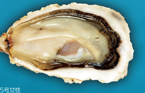 生蠔小孩可以吃嗎？兒童是否適合吃生蠔？