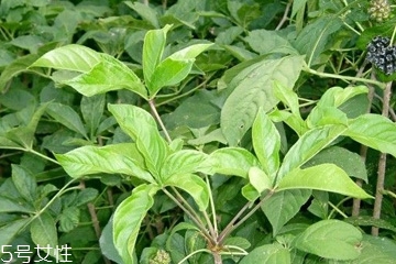 刺五加是什么？什么是刺五加？