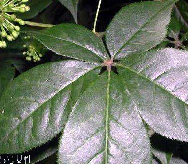 刺五加是什么？什么是刺五加？